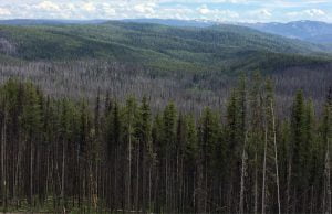 Mature Forest in the Dixie-Comstock Project Area